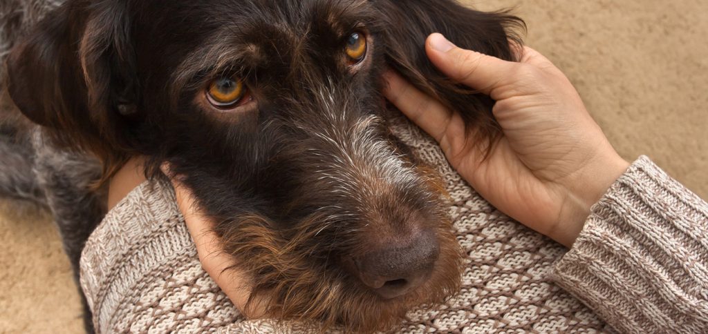 Felltypen Hundetraining N.A.B. Nina Sahner