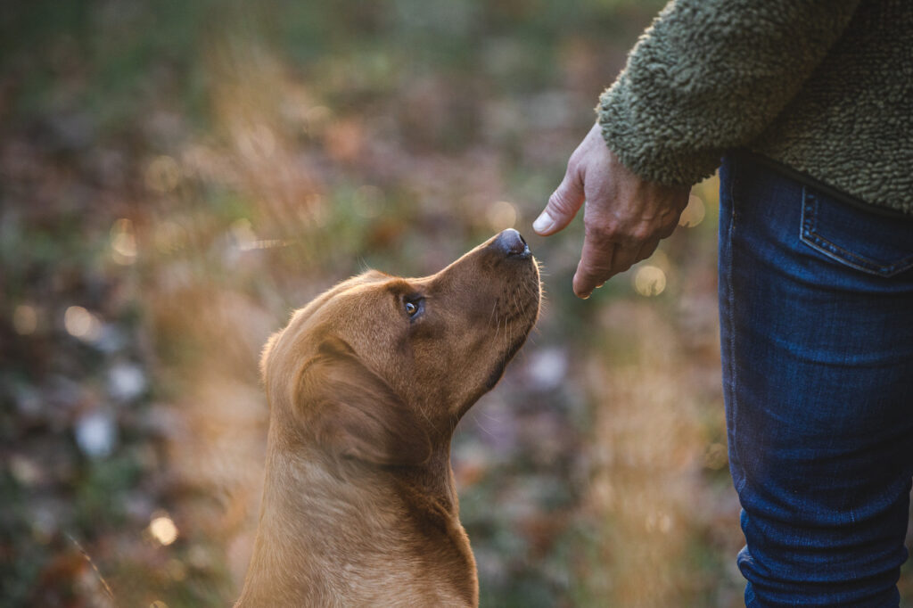 Felltypen Nina Sahner Hundetraining